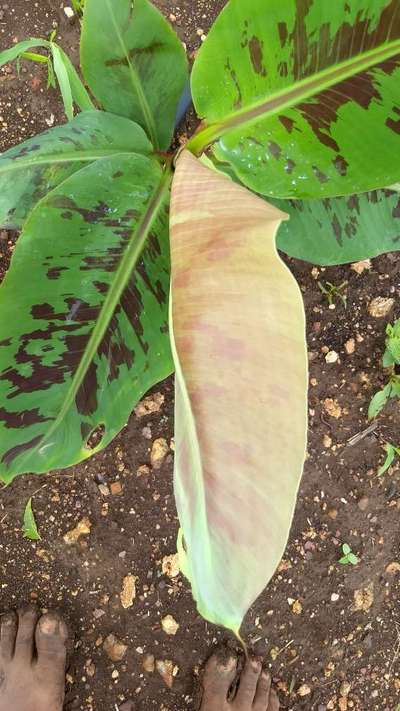 Phosphorus Deficiency - Banana