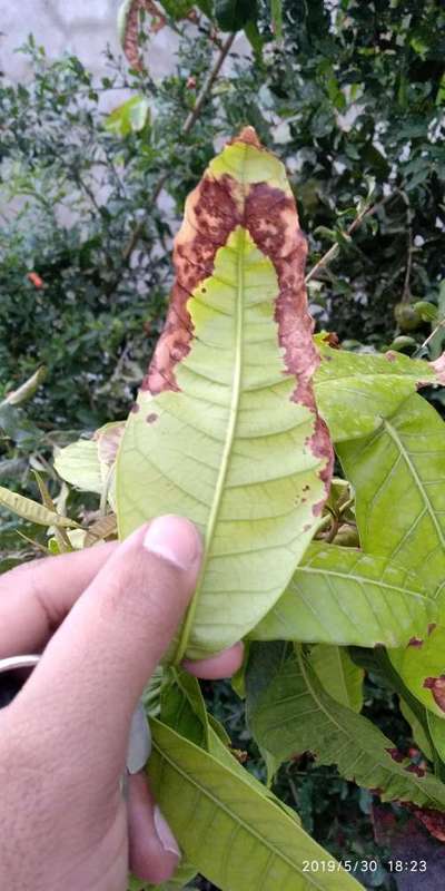 Potassium Deficiency - Mango