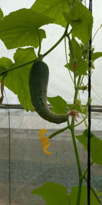 Potassium Deficiency - Cucumber