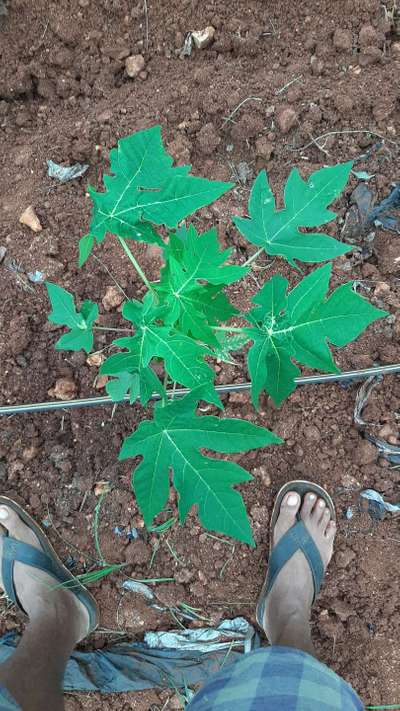 Thrips - Papaya