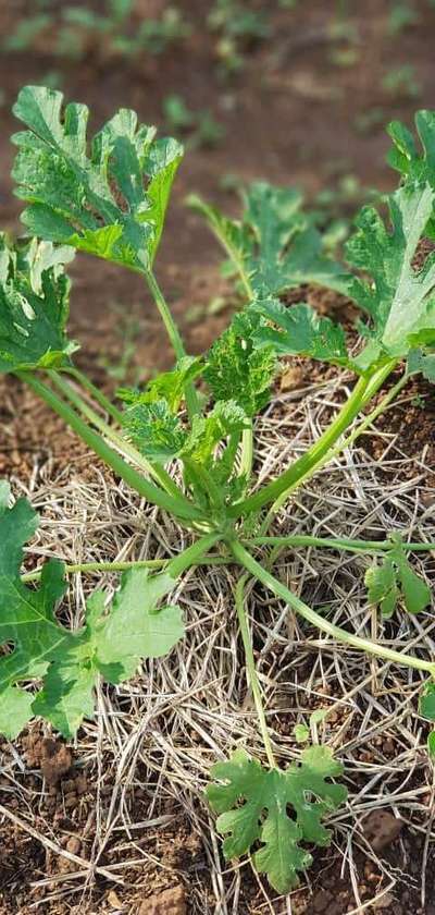 Thrips - Zucchini