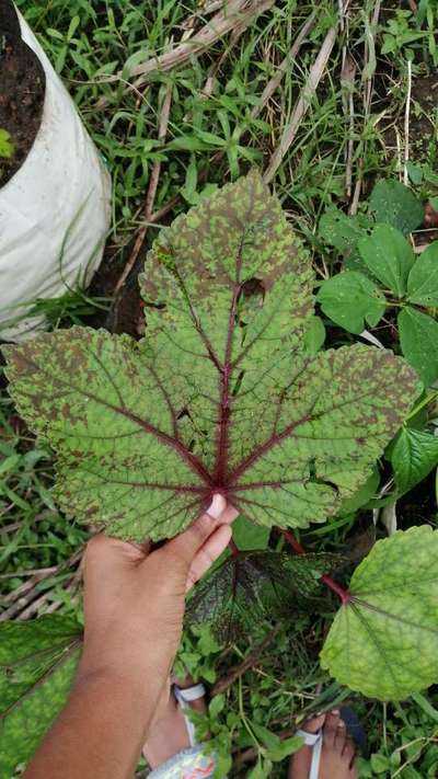 Phosphorus Deficiency - Okra