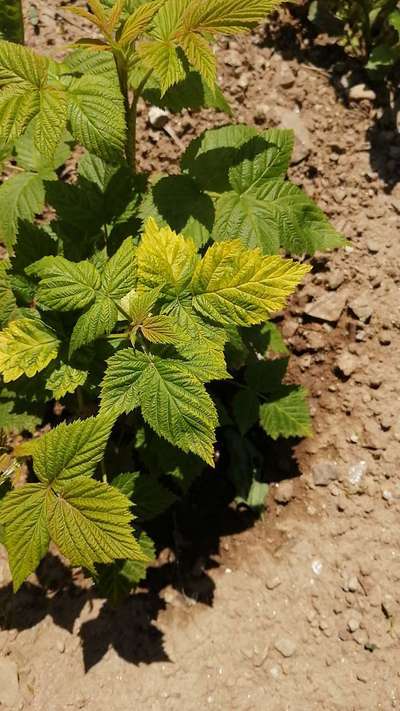 Zinc Deficiency - Raspberry