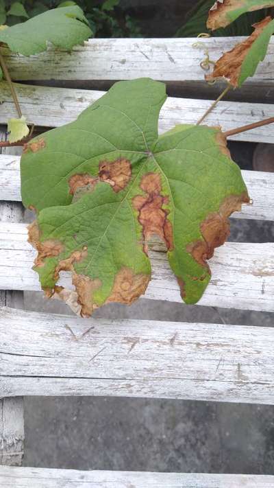 Pesticide Burn - Grape