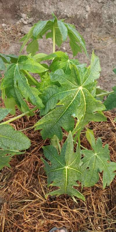 Iron Deficiency - Papaya