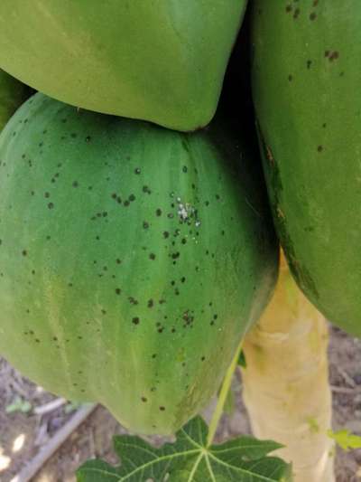 Mancha negra de la papaya - Papaya