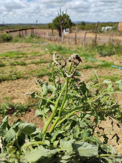 Vírus do Bronzeamento do Tomateiro / Complexo Vira-Cabeça-do- Tomateiro - Tomate