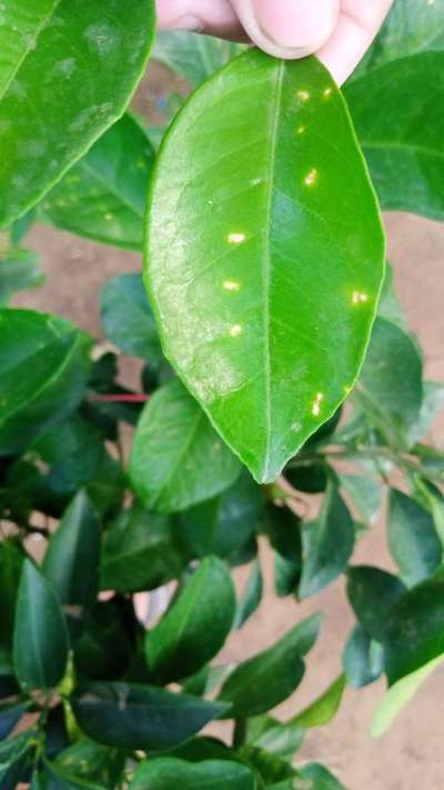 Anthracnose of Citrus - Citrus