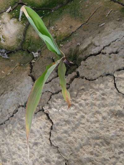 Phosphorus Deficiency - Maize