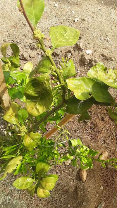 Citrus Chlorotic Dwarf Virus - Citrus