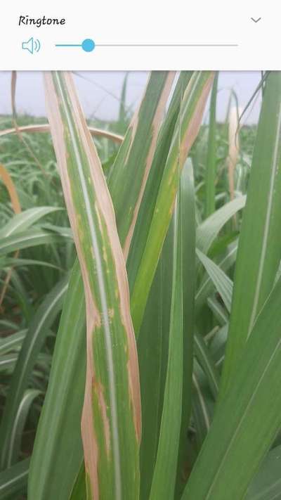 Potassium Deficiency - Sugarcane