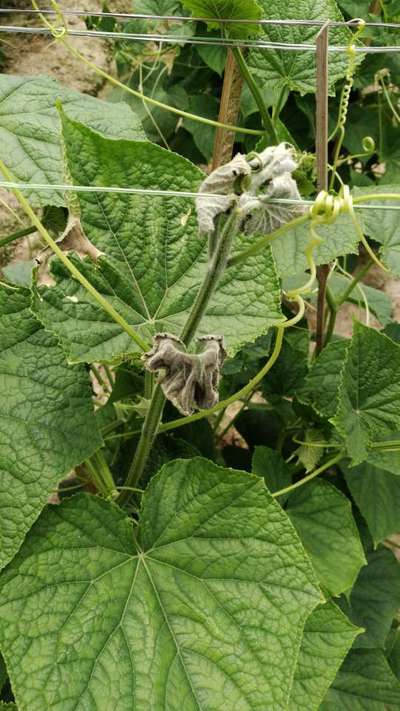 Calcium Deficiency - Cucumber