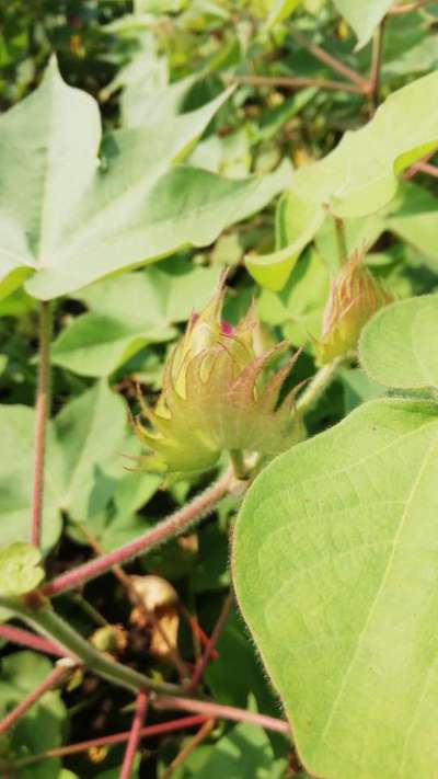 Phosphorus Deficiency - Cotton