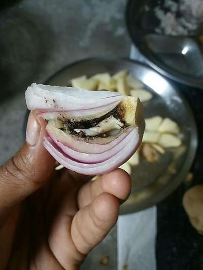 Onion Maggots - Onion