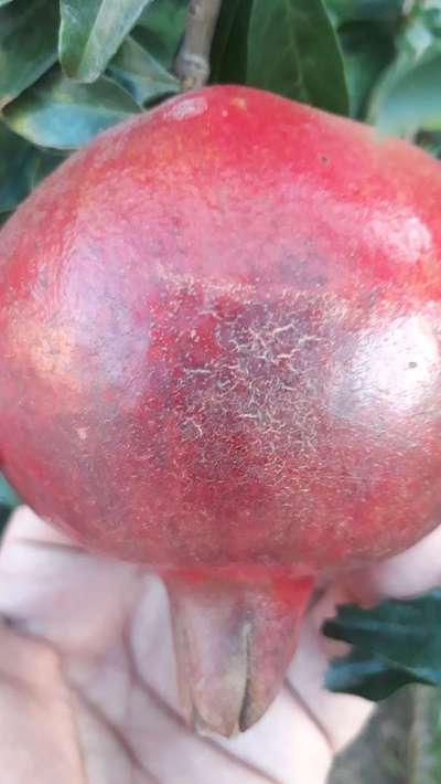 Fruit Cracking - Pomegranate