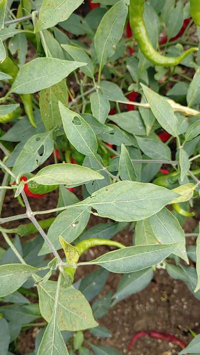 Flea Beetles - Capsicum & Chilli