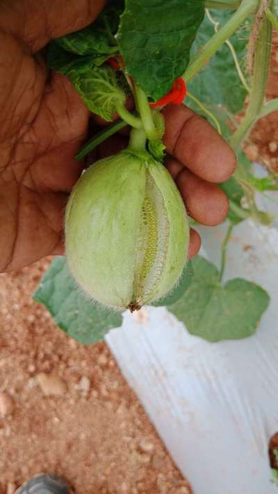 Boron Deficiency - Melon