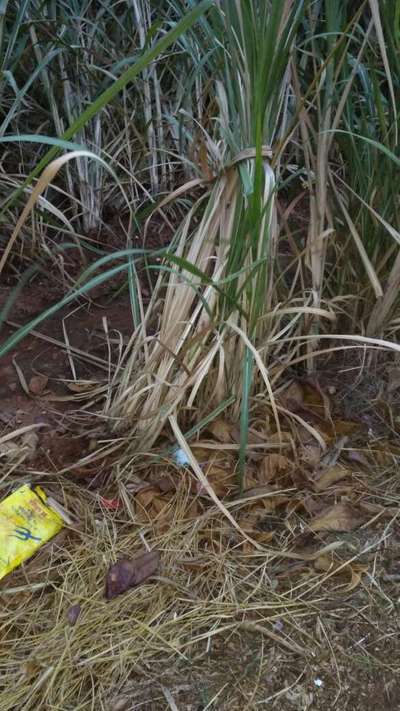 Wilt Disease of Sugarcane - Sugarcane