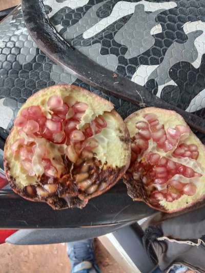 Bacterial Blight of Pomegranate - Pomegranate