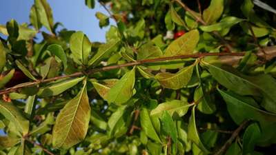 Phosphorus Deficiency - Pomegranate