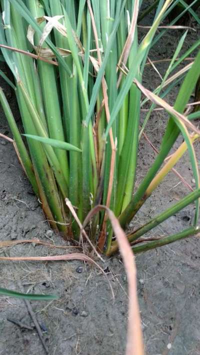 Stem Rot of Rice - Rice