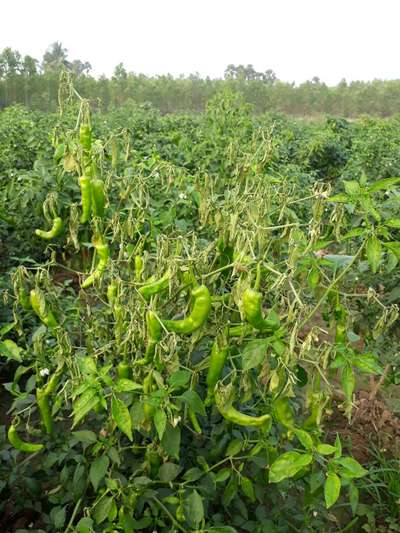 Bacterial Wilt - Capsicum & Chilli