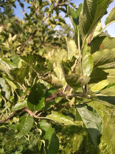 Aphids - Apple