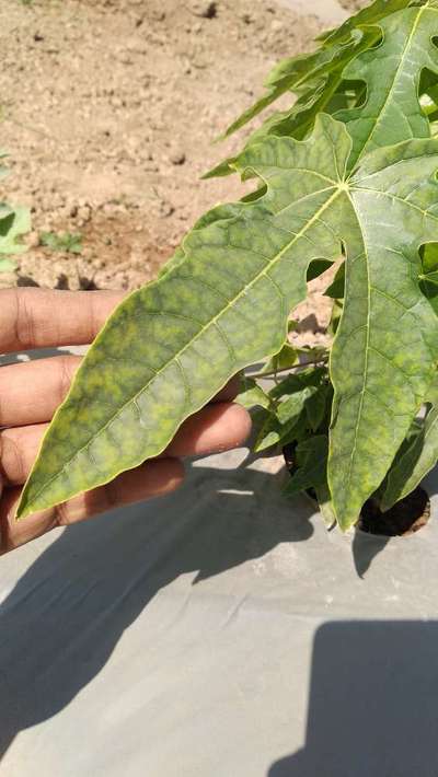 Powdery Mildew - Papaya