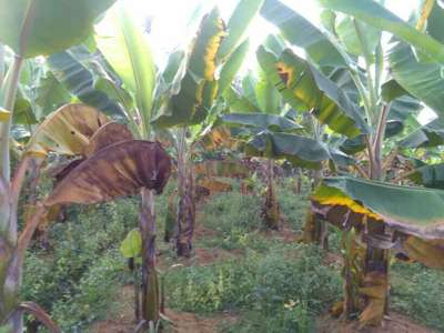 Fusarium Wilt - Banana