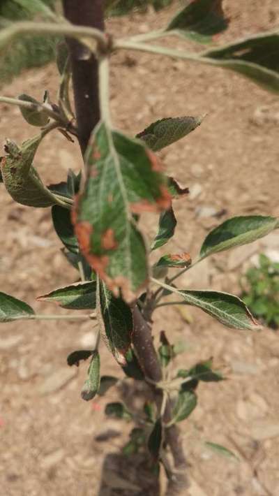 Potassium Deficiency - Apple