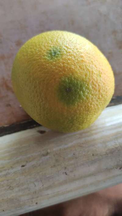 Citrus Greening Disease - Citrus