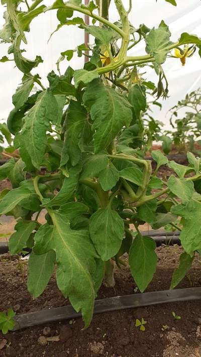 Peste negra del tomate - Tomate