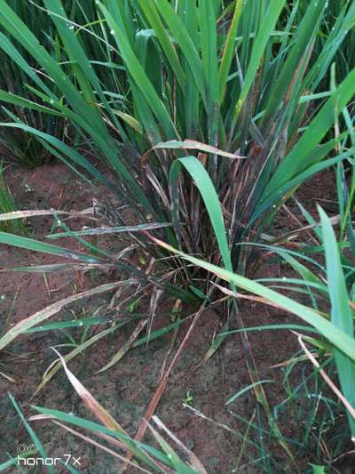 Stem Rot of Rice - Rice