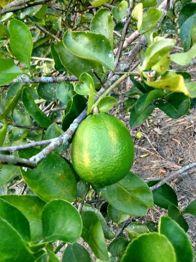 Huanglongbing (HLB) de los cítricos - Cítricos