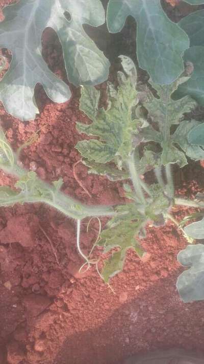 Cucumber Mosaic Virus - Melon