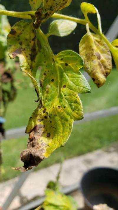 Bacterial Spot and Speck of Tomato - Tomato