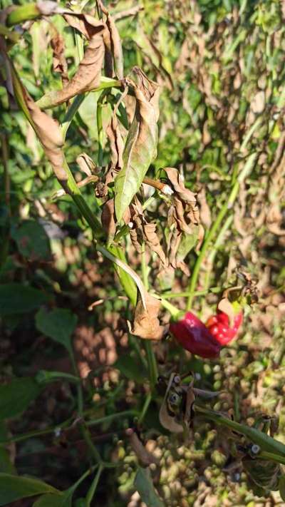 Marchitez del chile - Capsicum y chile