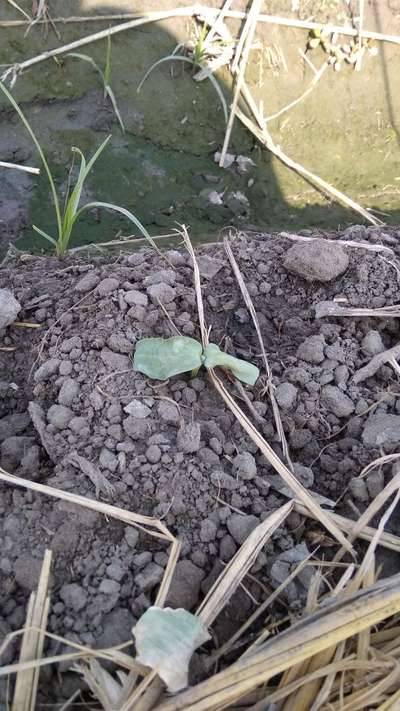 Damping-Off of Seedlings - Cucumber