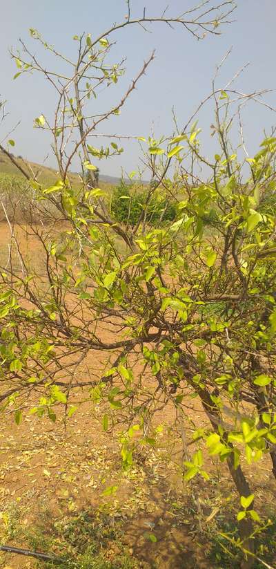 నిమ్మ జాతి మొక్కలలో అగ్గి తెగులు - నిమ్మజాతి