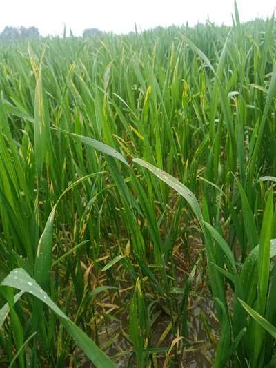 Septoria Tritici Blotch - Wheat