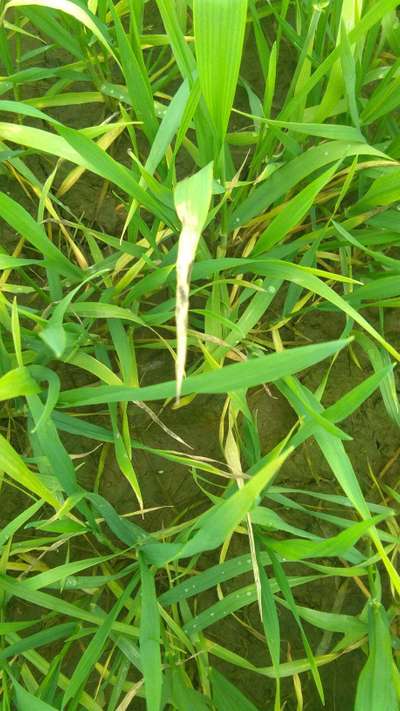 Septoria Tritici Blotch - Wheat