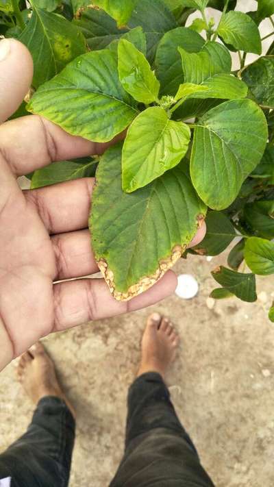 Potassium Deficiency - Capsicum & Chilli