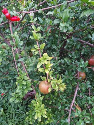 Aphids - Pomegranate