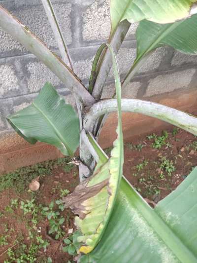 Calcium Deficiency - Banana