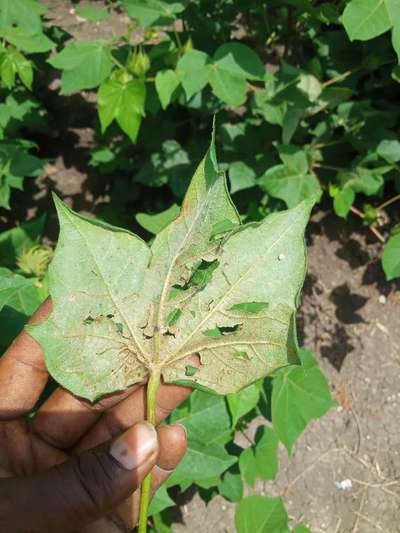 Cotton Leafhopper Jassids - Cotton