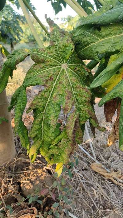 Downy Mildew - Papaya