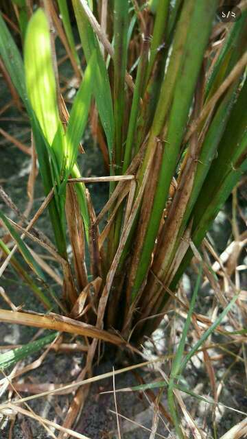 Rice Sheath Blight - Rice