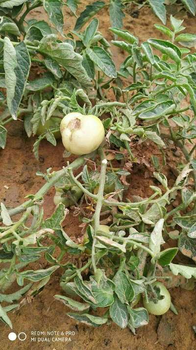 Tomato Leaf Miner - Tomato