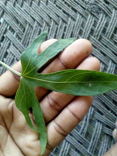 Peach Leaf Curl - Papaya