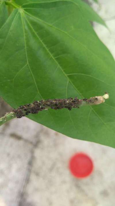 Black Citrus Aphid - Citrus